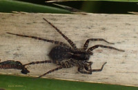 Pardosa-sp